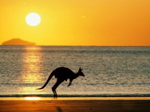kangaroo-australia-beach,fun,love,what to do
